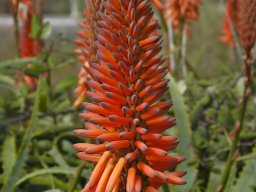 Tenerife2002-2003-020